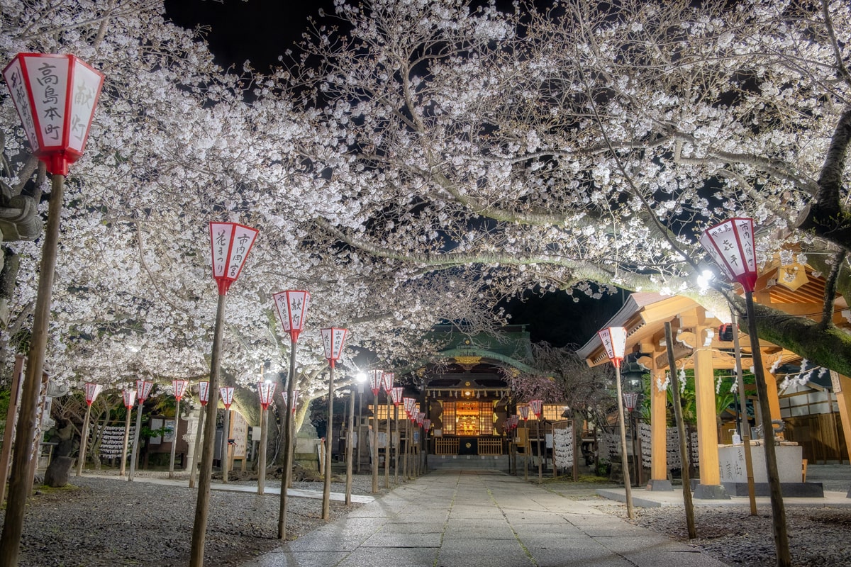 沼津日枝神社 花まつり 境内の桜をご案内します 【2023年】 | 沼津日枝