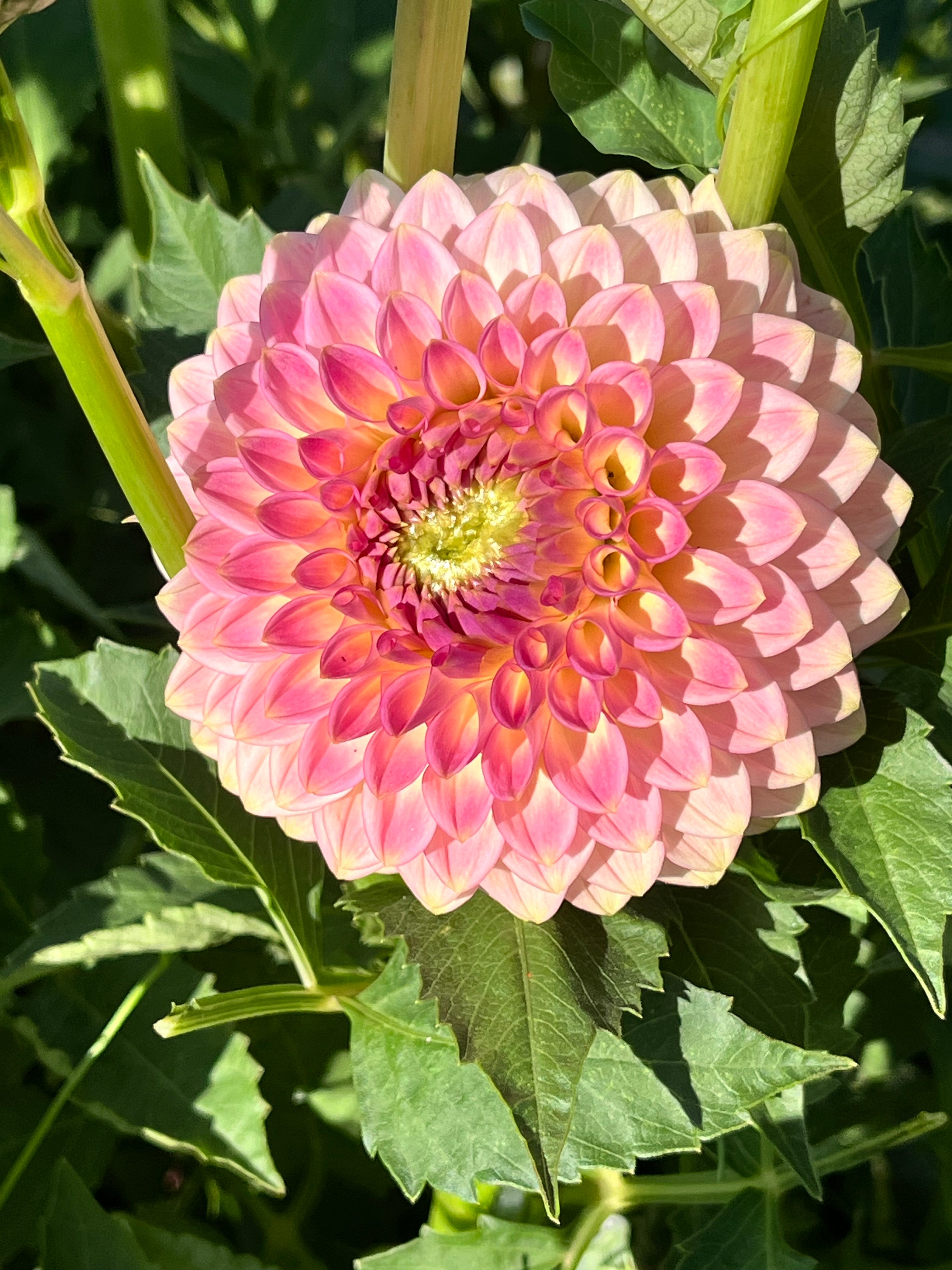 20th AVE SOFTER PEACH – Oasis Flower Farm