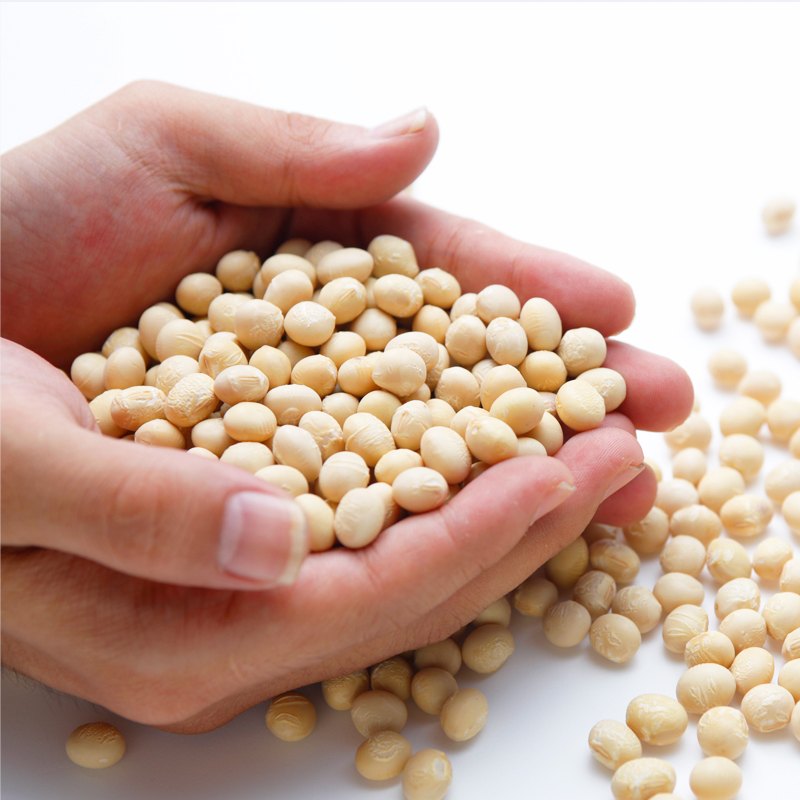 錦白大豆 1.3kg｜丹波黒大豆の小田垣商店 | 公式オンラインショップ