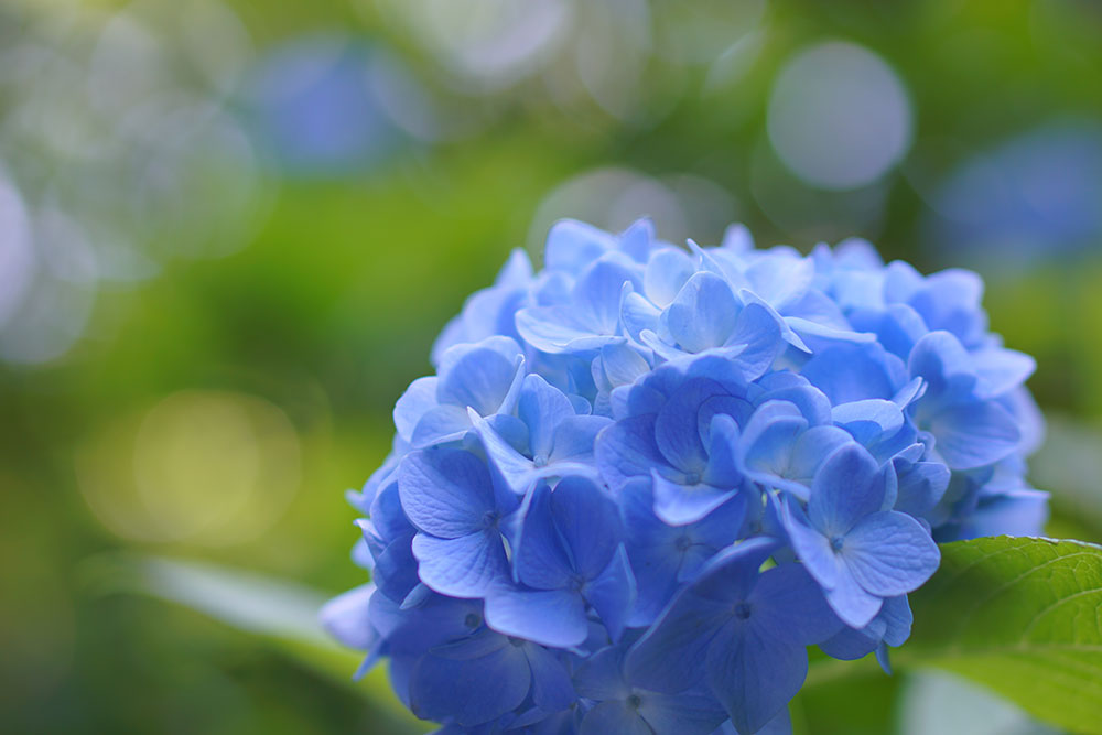 作例付きレビュー：ボケ感が美しすぎる「SEL50F18」の魅力 | オコノミ