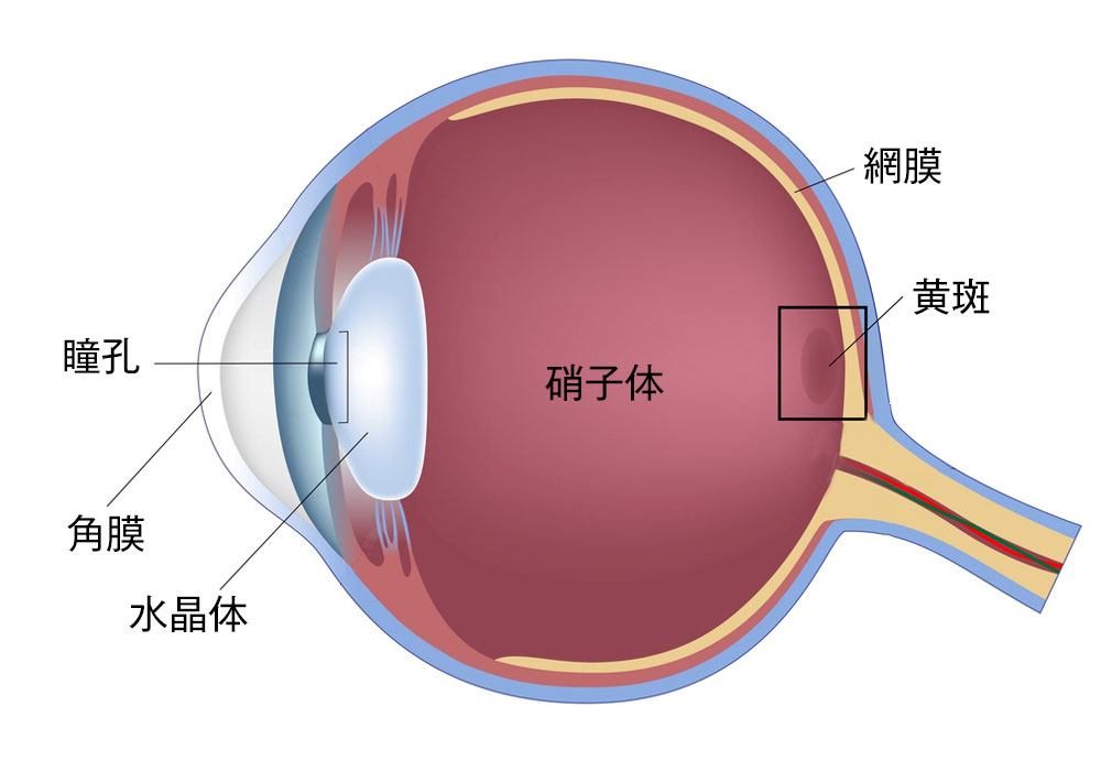 加齢性黄斑変性症｜岡眼科クリニック