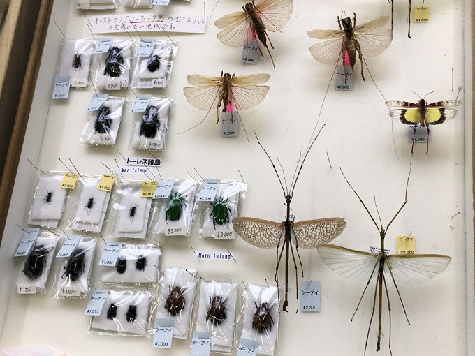 世界の昆虫標本即売会へ行ってきました。 | オオクワ京都昆虫館