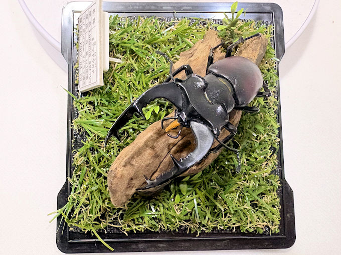 ヨーロッパ ミヤマクワガタ♂76mmレプリカジオラマ標本 | オオクワ
