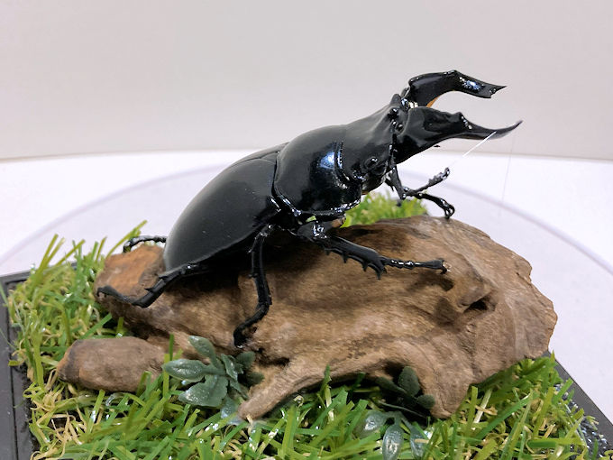 エラフスホソアカクワガタ♂83mmレプリカ標本 | オオクワ京都昆虫館