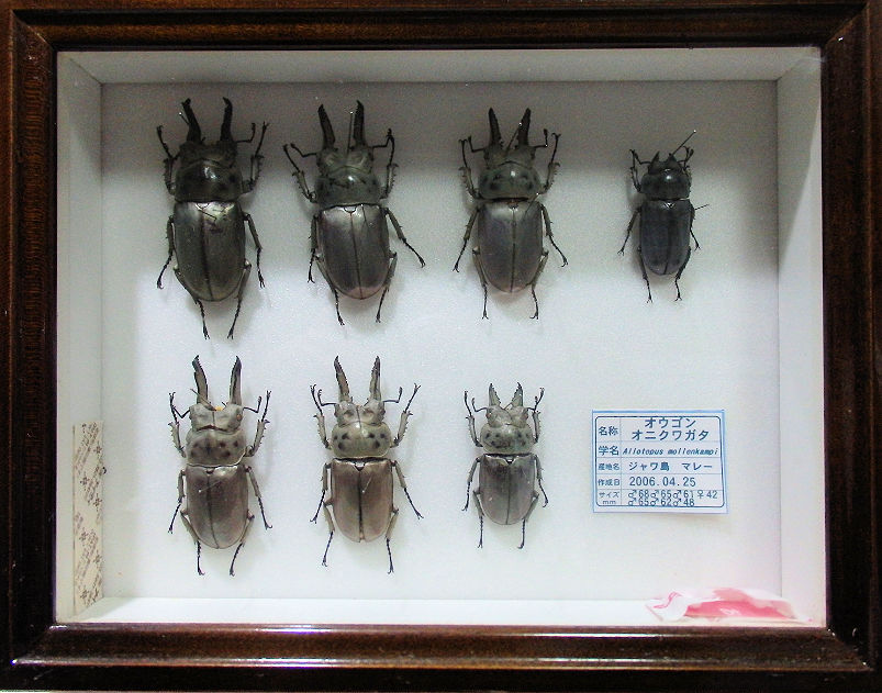 ドイツ標本箱(小) 平面標本 5点セット03 | オオクワ京都昆虫館