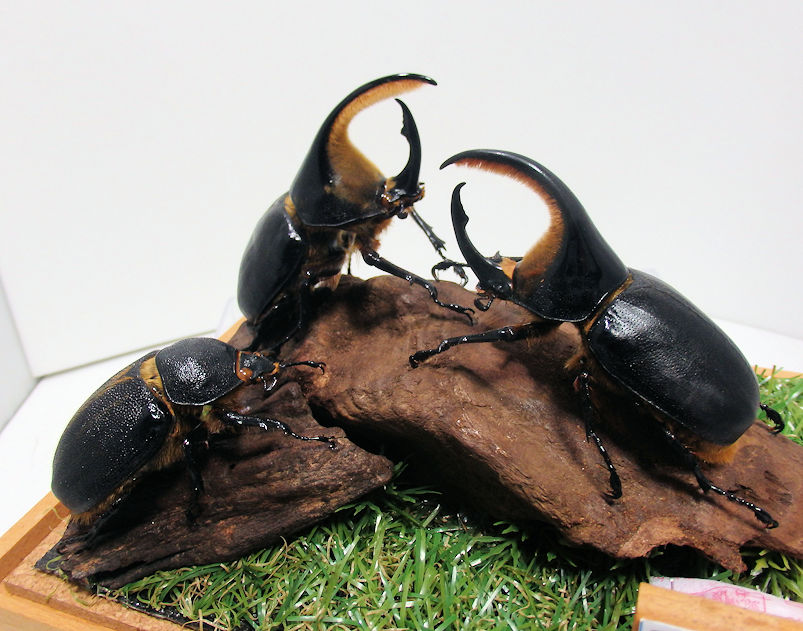 サタンオオカブト♂86mm,84mm,♀60mm ジオラマ標本 | オオクワ京都昆虫