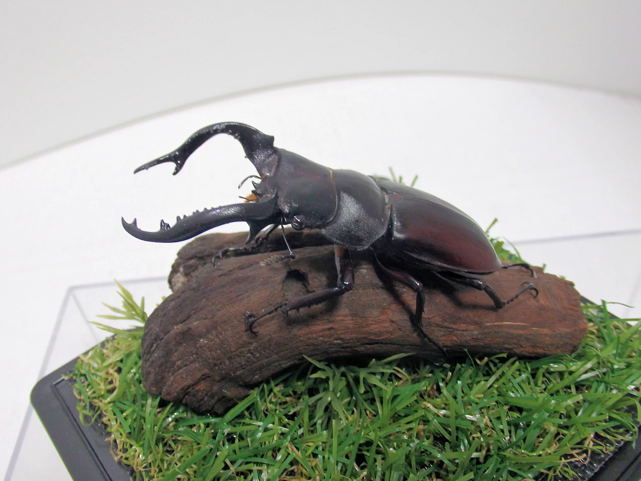 フォルスターフタマタクワガタ♂75mm ジオラマ標本 | オオクワ京都昆虫