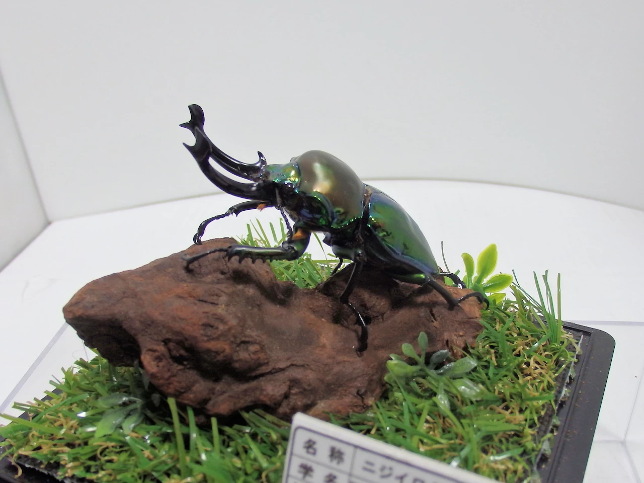ニジイロクワガタ大型♂66m ジオラマ標本 | オオクワ京都昆虫館