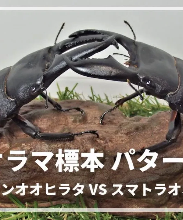 パターンR＋造形流木L03 戦いの場面をジオラマ標本の紹介（R01