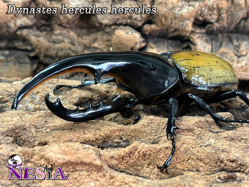 NESiA ONLINE SHOP / 【太血統 成虫ペア】ヘラクレスヘラクレス