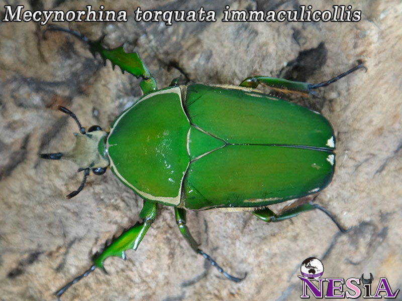 NESiA ONLINE SHOP / カナブン