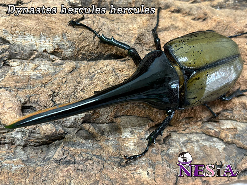 NESiA ONLINE SHOP / 【成虫ペア】ヘラクレスヘラクレスオオカブト