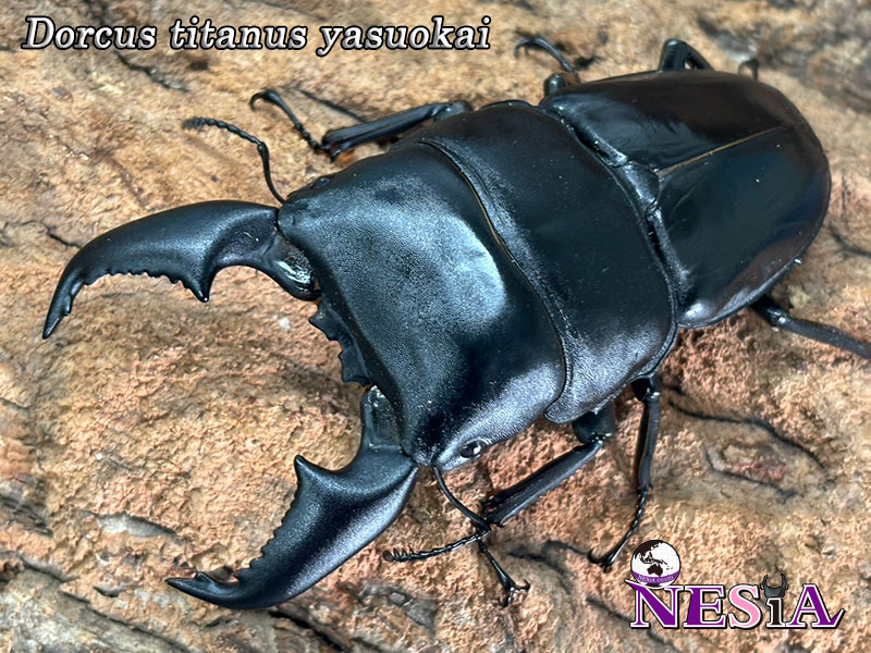 NESiA ONLINE SHOP / 外国産