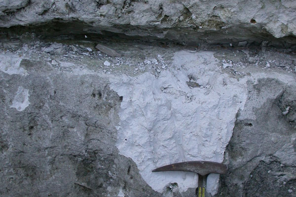 化石のこばなし 生物の大量絶滅 - 第42回特別展大化石展