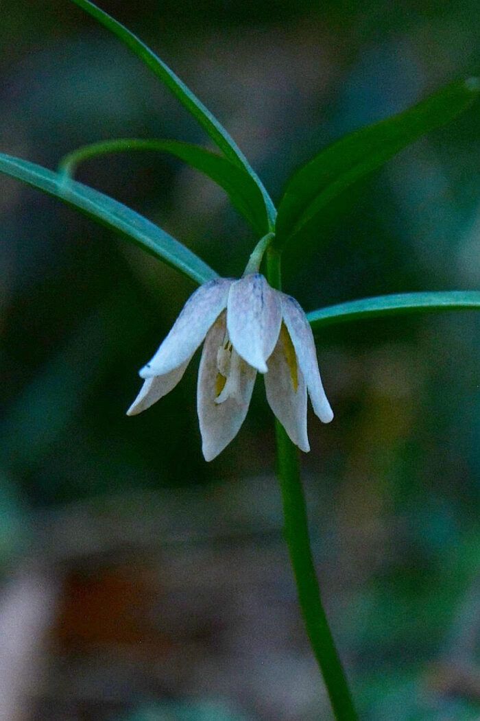 カイコバイモとコシノコバイモ咲く |