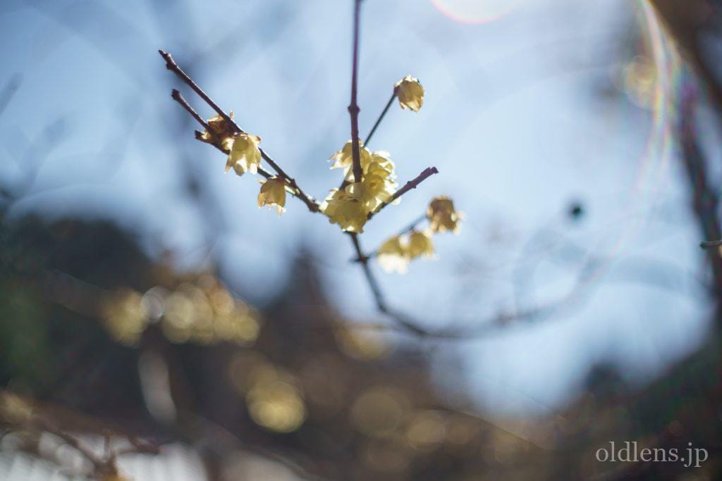 Yashica Auto Yashinon-DX 50mm F1.4 M42 Review作例 富岡光学製