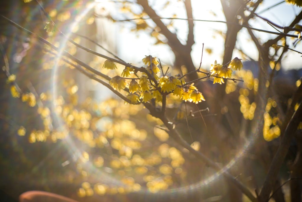 YASHINON-DX 45mm f1.7 NEX改 Review作例 ヤシカエレクトロ35 富岡光学