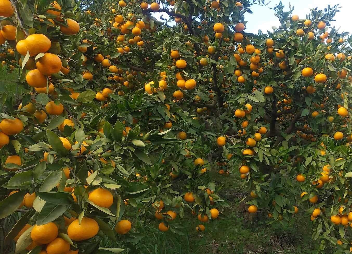 みかん（大津4号） | 大阪産(もん)データベース