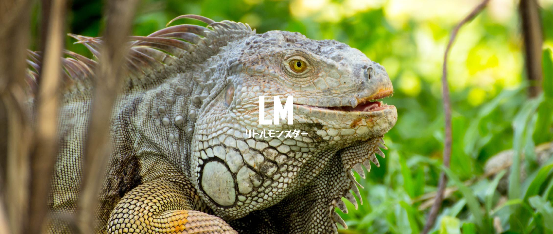 冷凍マウス・冷凍ラット通販専門店｜リトルモンスターおおさか【最短