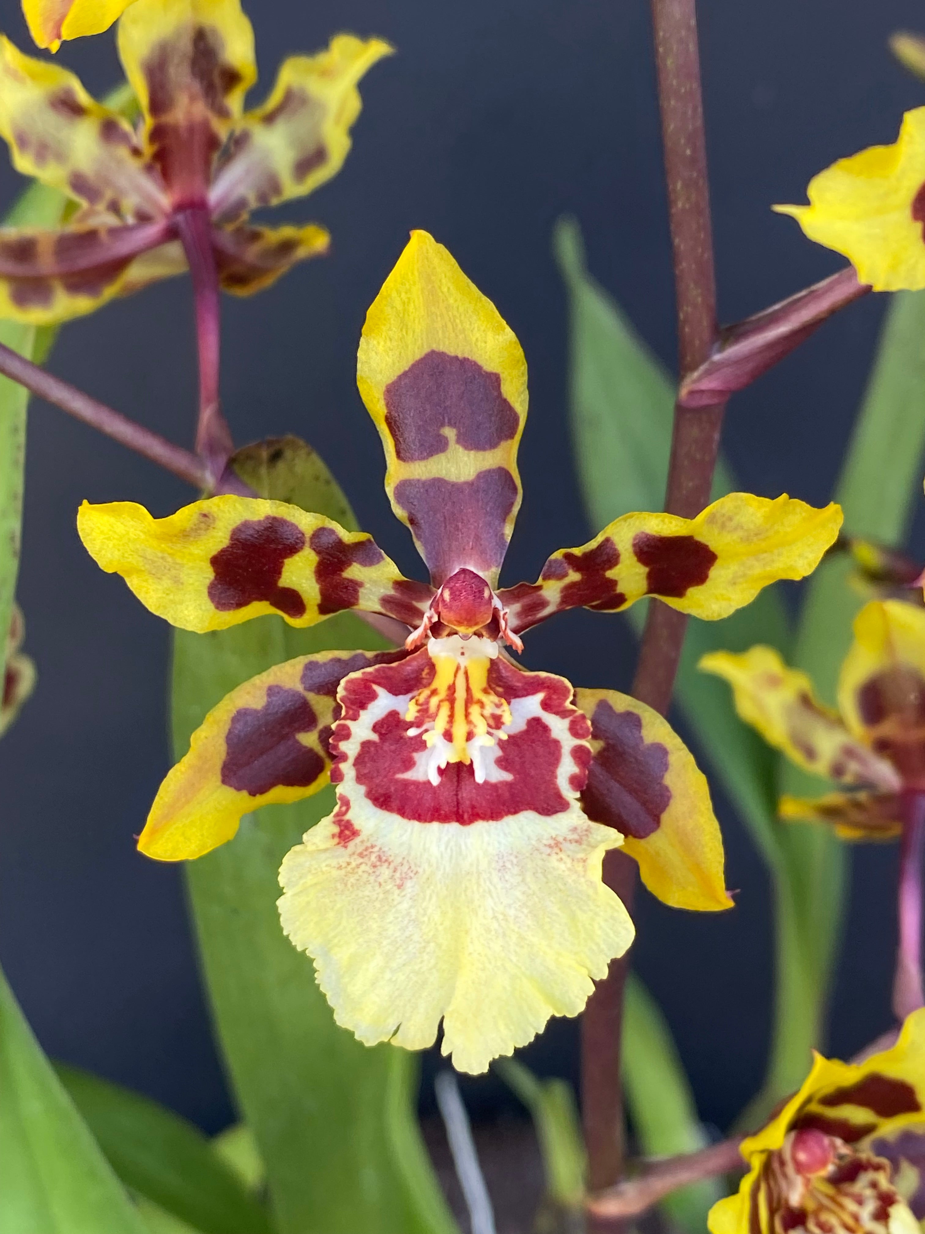 Odcdm. Wildcat '#13' – Kalapana Orchid Farm