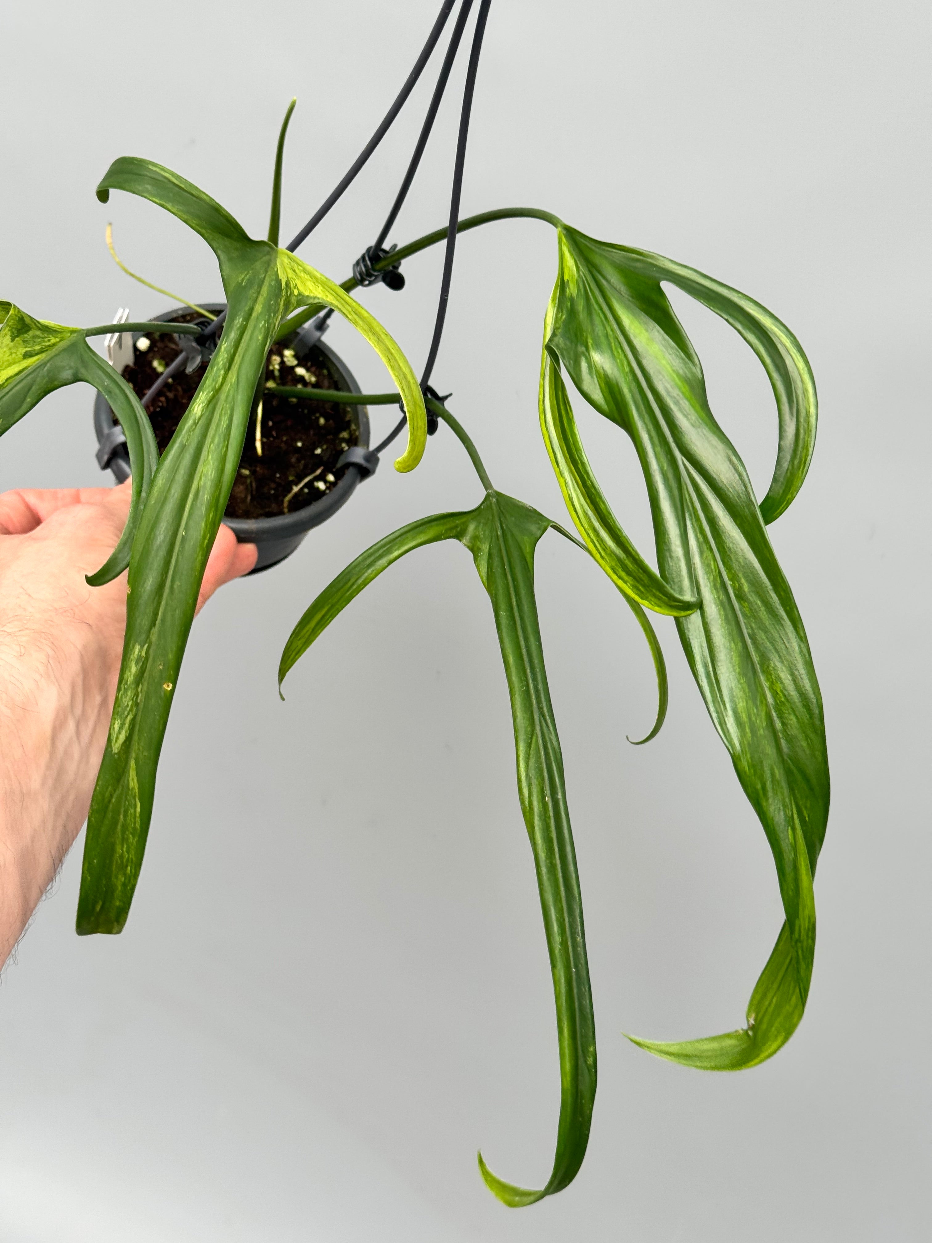 Philodendron holtonianum Variegated