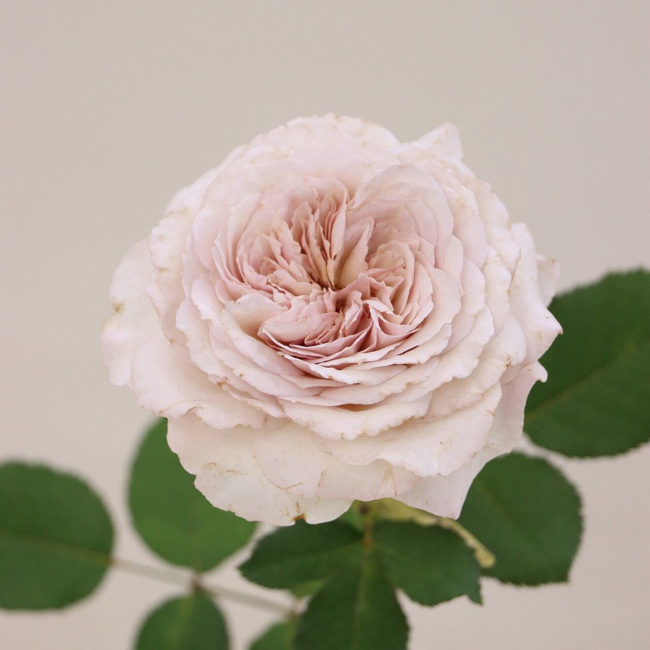 秋を彩る 最新バラCollection - 株式会社大田花き