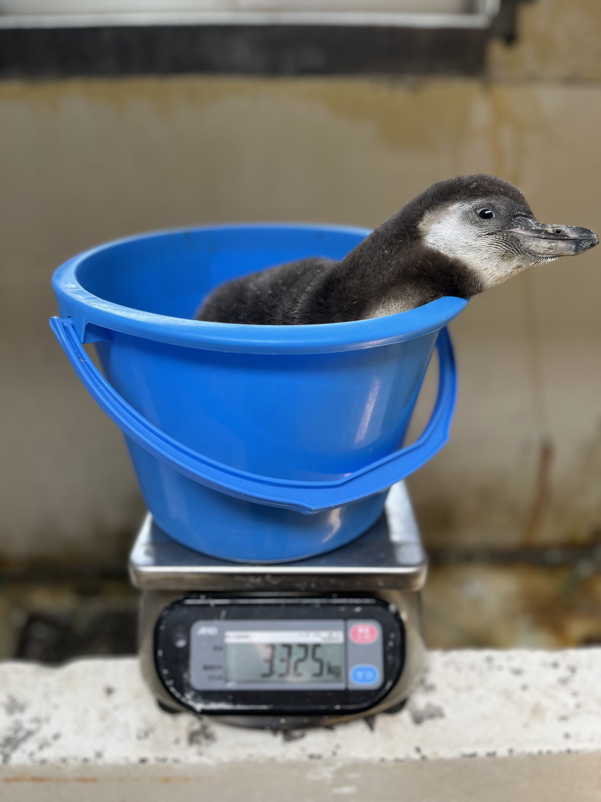 今年もピヨピヨ②とツララ16歳おめでとう！ | 【公式】おたる水族館