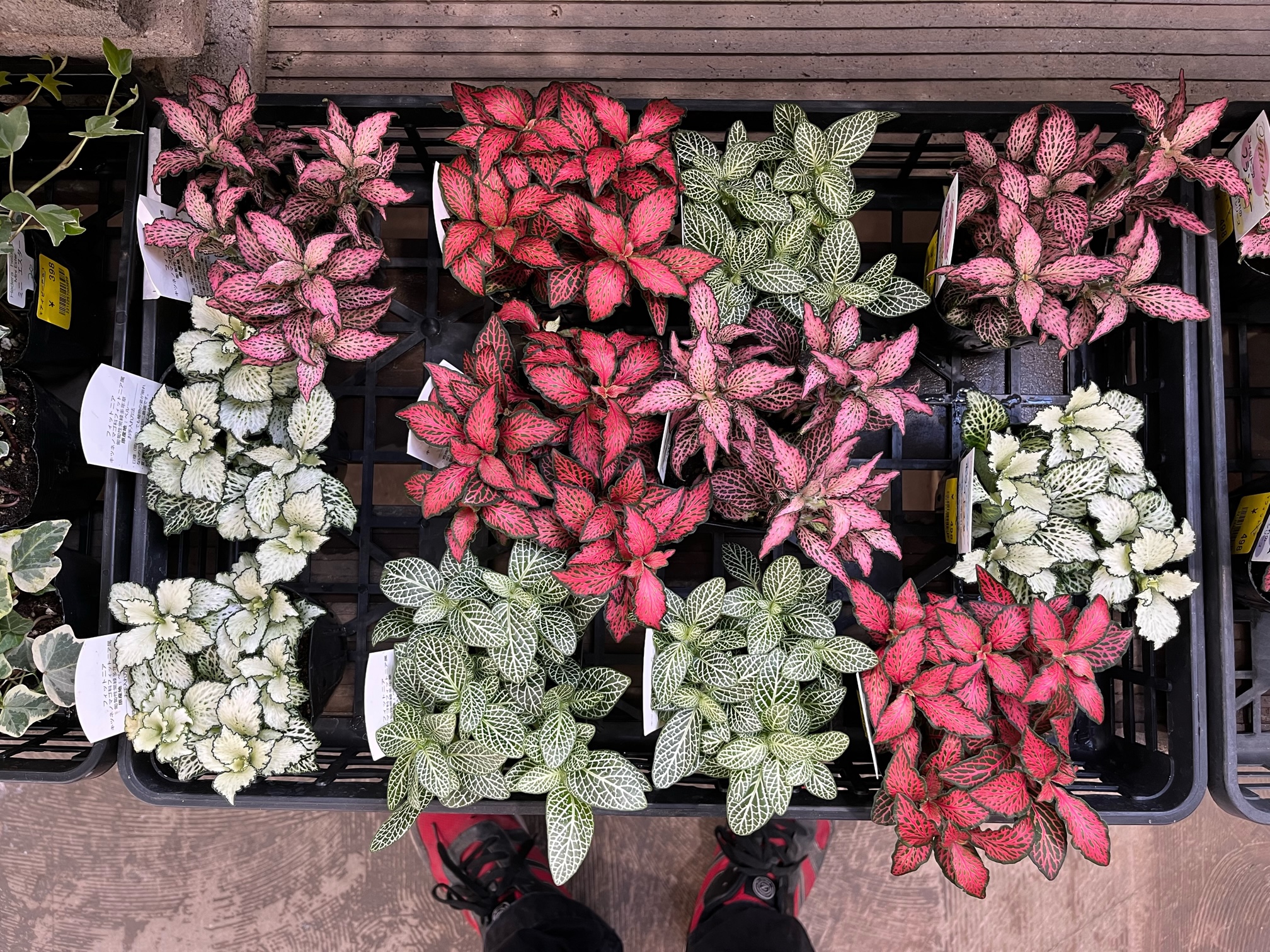 フィカス エベレストあります！！その他おすすめ観葉植物ご紹介