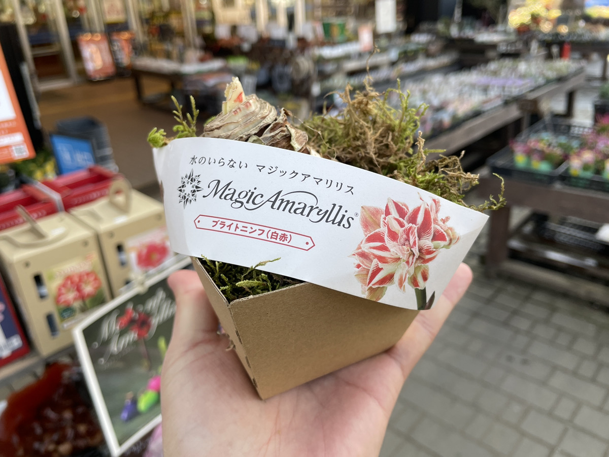 土も水もいらない？マジックアマリリスのご紹介 | オザキフラワー