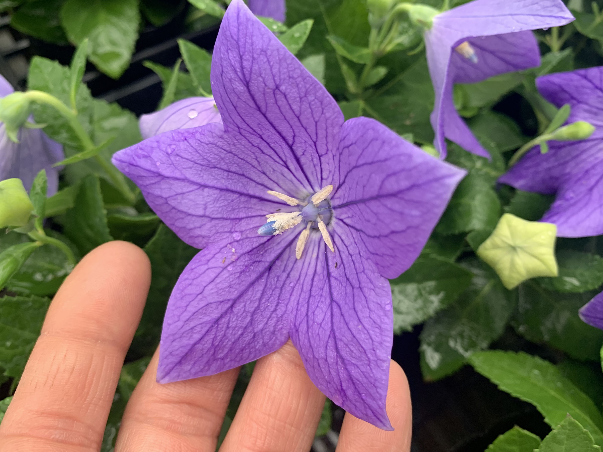 1F|入荷商品ピックアップ | オザキフラワーパーク | オザキフラワーパーク