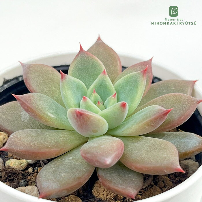 それぞれのリンゼアナ 比較 購入方法まとめ | 無職インセクトの多肉