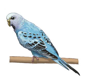 セキセイインコ・川崎悟司イラスト集