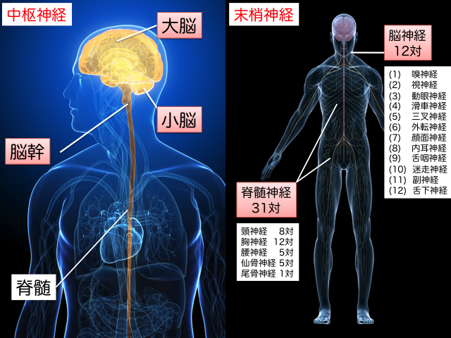 Nursing Care and Pathological Database of ALS：脳神経解剖の基本