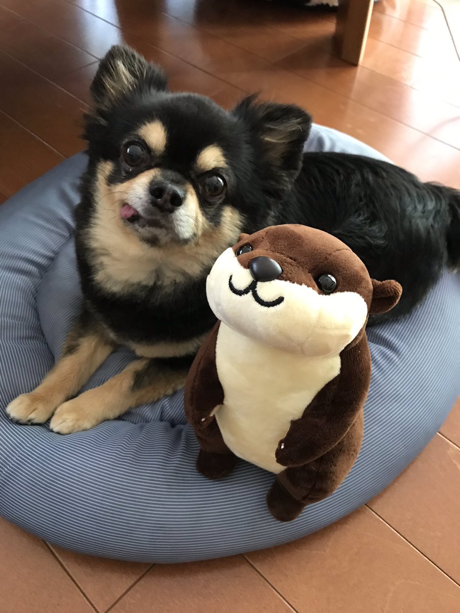 南知多ビーチランド 限定❣️❣️ #カワウソ ぬいぐるみ