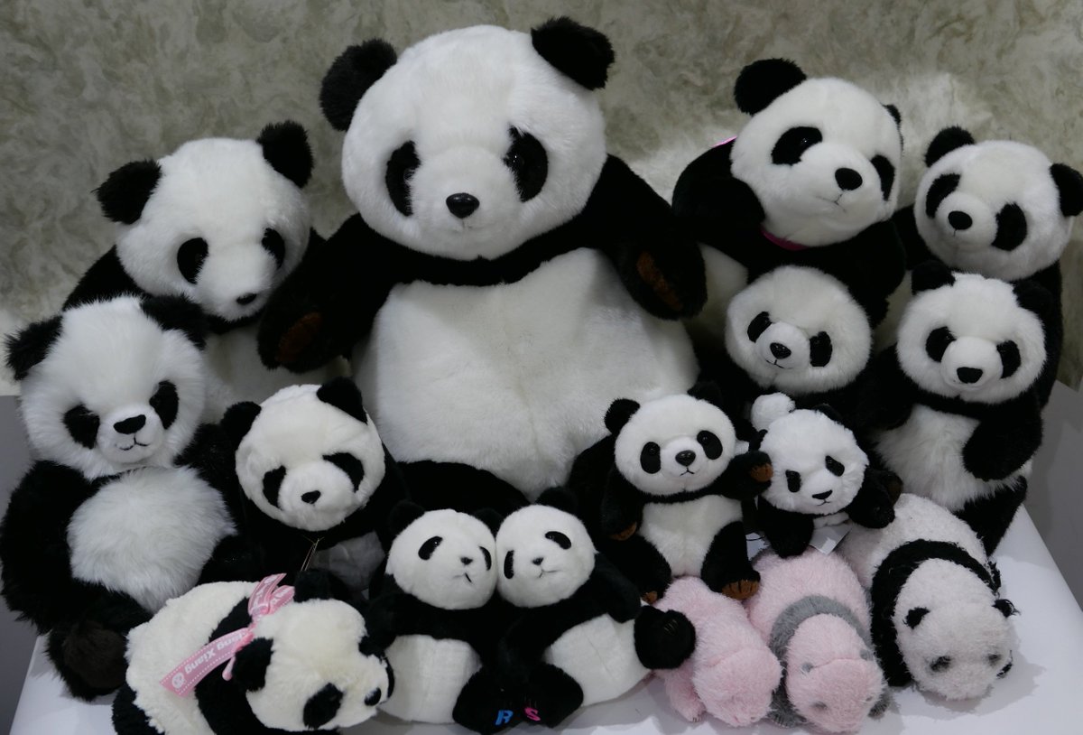 2/21祝・リーリーシンシン来園8周年！お祝いにパンダぬいぐるみが大