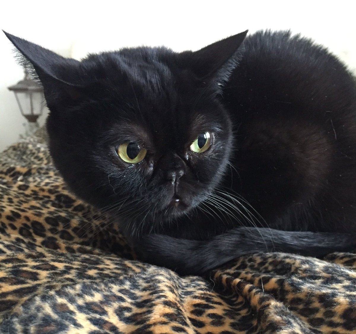 本日9月6日は【黒の日】なのだそう。という事で、再びPlastic Tree有村