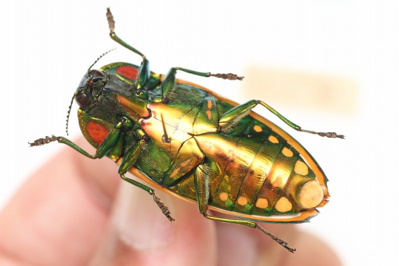 緑　スハンダエオウサマムカシタマムシ　Calodema 標本 suhandae