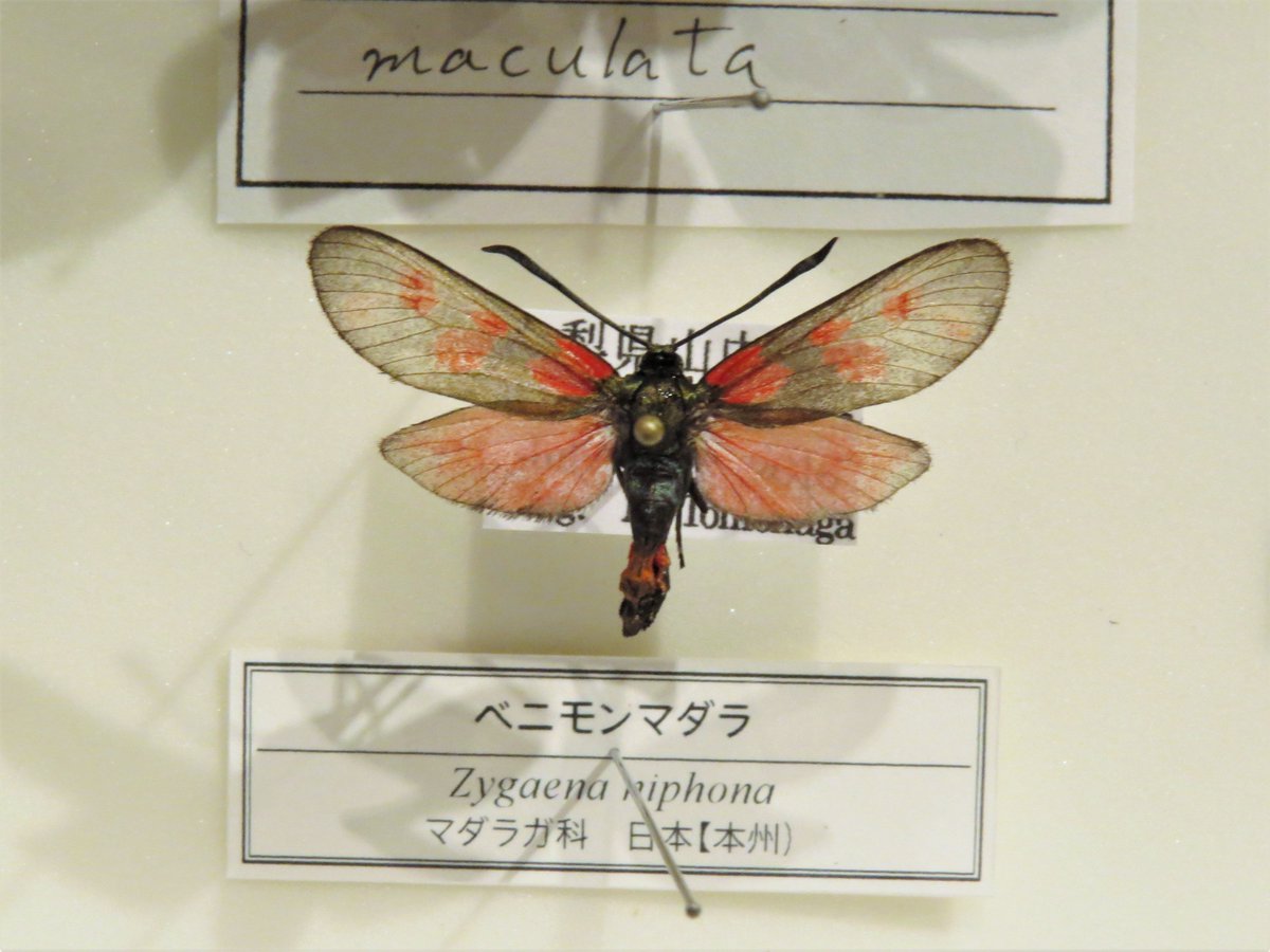 蛾の標本たち、その2。やはり、色も形もさまざまで感嘆させられる