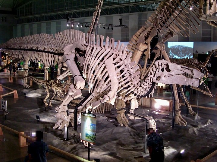 シャントゥンゴサウルス #Shantungosaurus giganteus フアシアオ