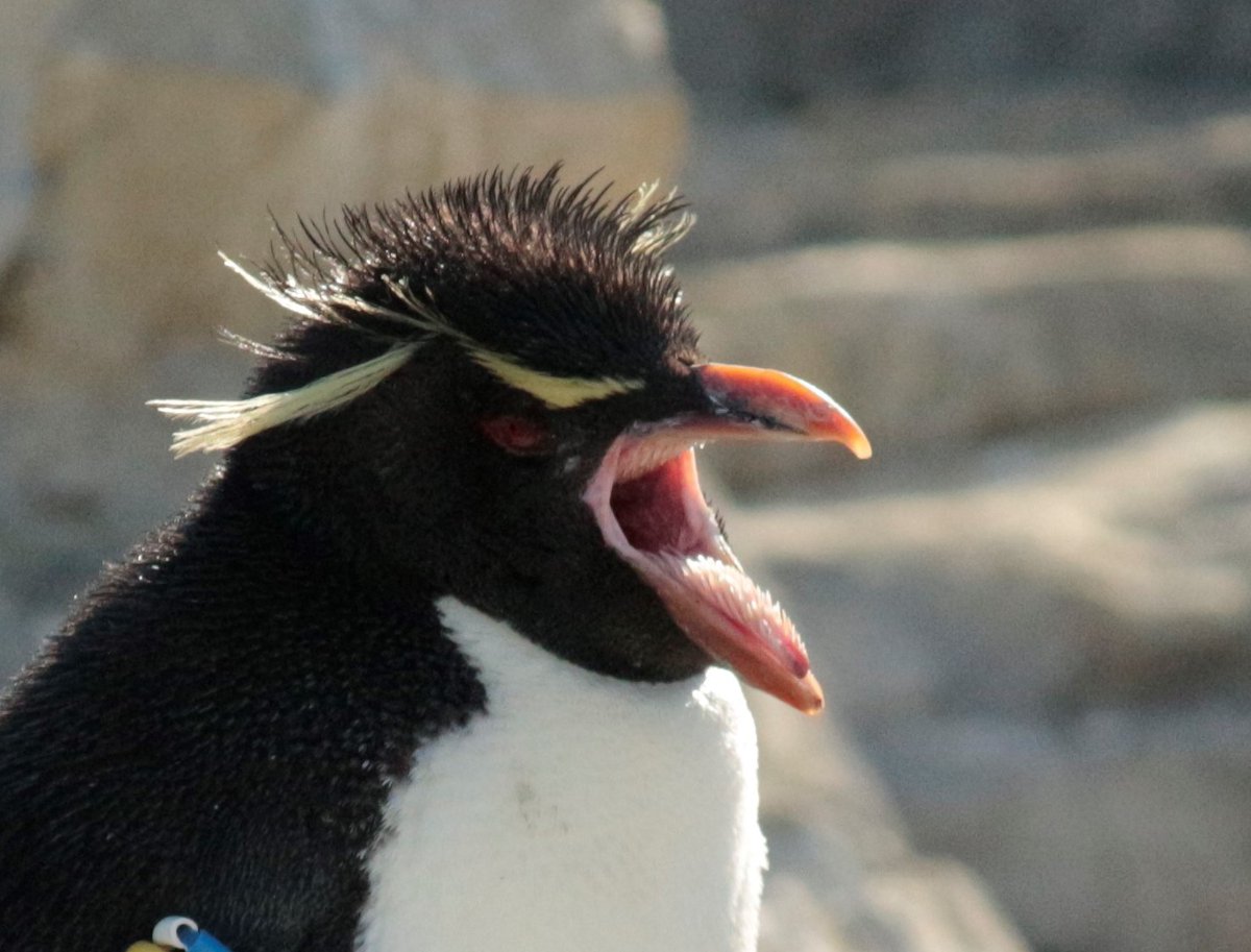 先日ご紹介したペンギンの口の中。 あくびするミナミイワトビペンギン