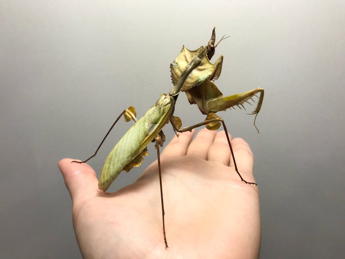 ニセハナマオウカマキリの立体標本 色はある程度仕方がないけど、結構