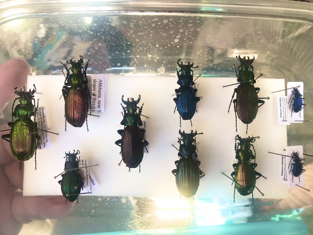 出かける前にササっと虫テロ オオズクビナガオサムシと その他外国産