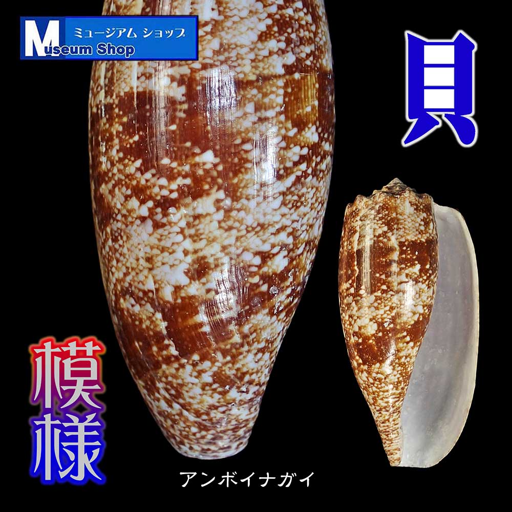 美しい #貝標本 #イモガイ が好き😊#芋 好き？シリーズ アンボイナガイ