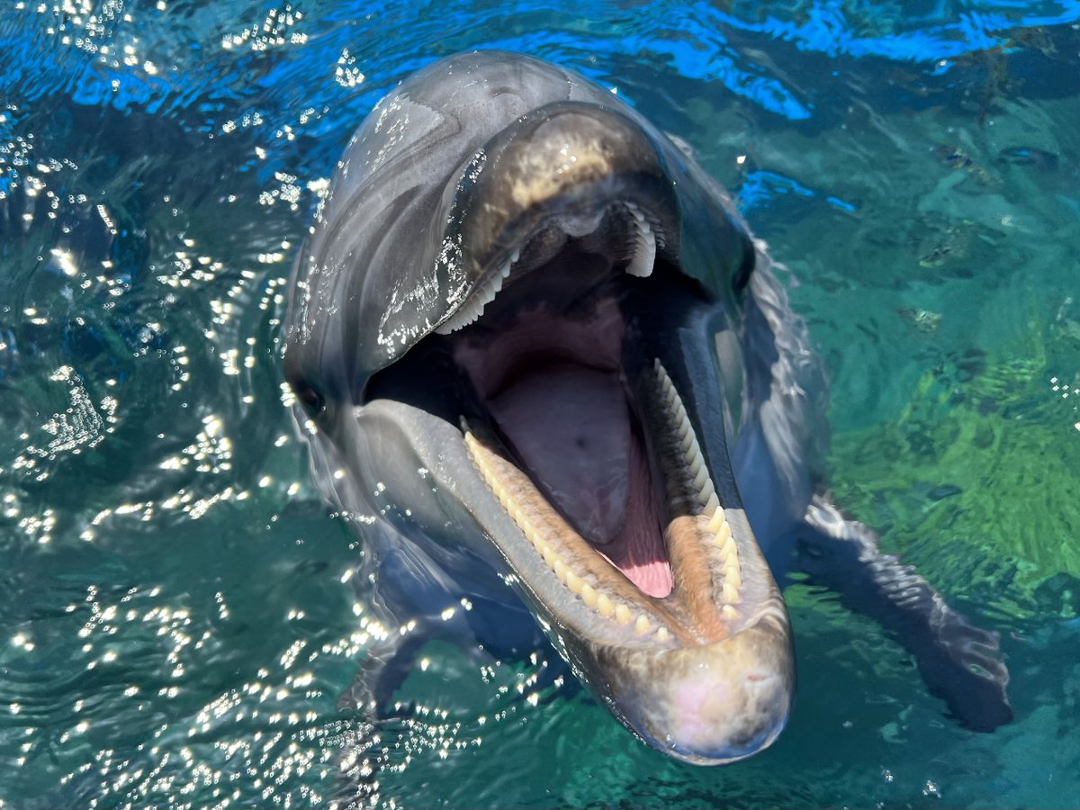 バンドウイルカのお口の中はこんな感じ👀💗 歯は80本から100本生えて