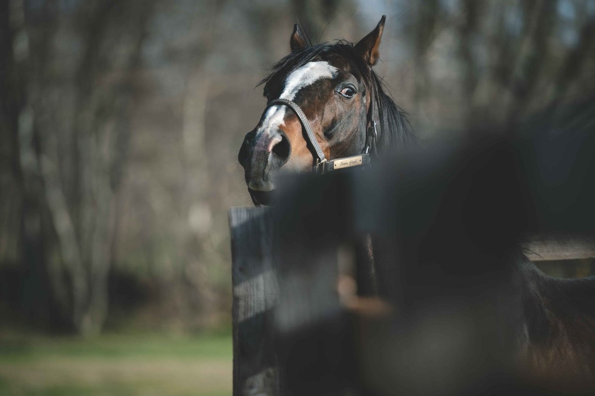 お待たせ致しました！ ギムレットの牧柵から作ったアクセサリー6種類