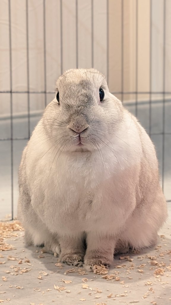 うさぎさんって真正面から撮ると なんの動物かわからない ʕ •́؈•̀