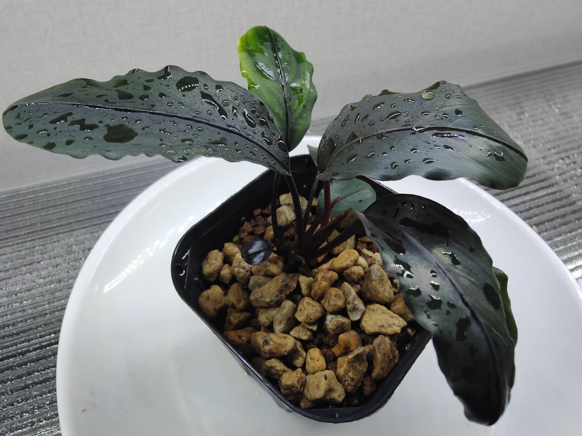 Bucephalandra sp.Motleyana Red-stem round Aqua Garden 水の国 2023