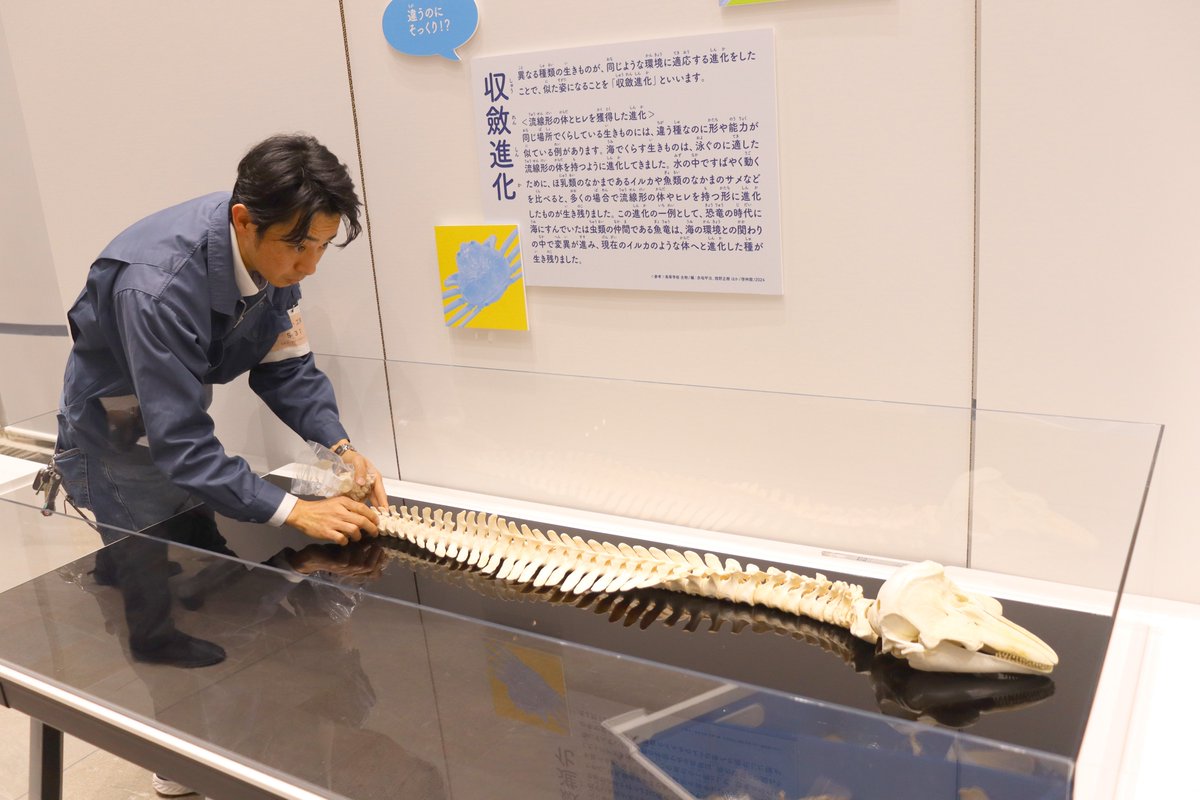 明後日から始まる冬の企画展に向けて準備しています❄️✨ 只今