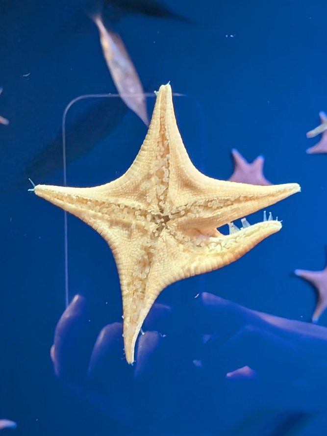 ヒトデって大の字が基本の型だと思ってたんですけどタケスイのヒトデは