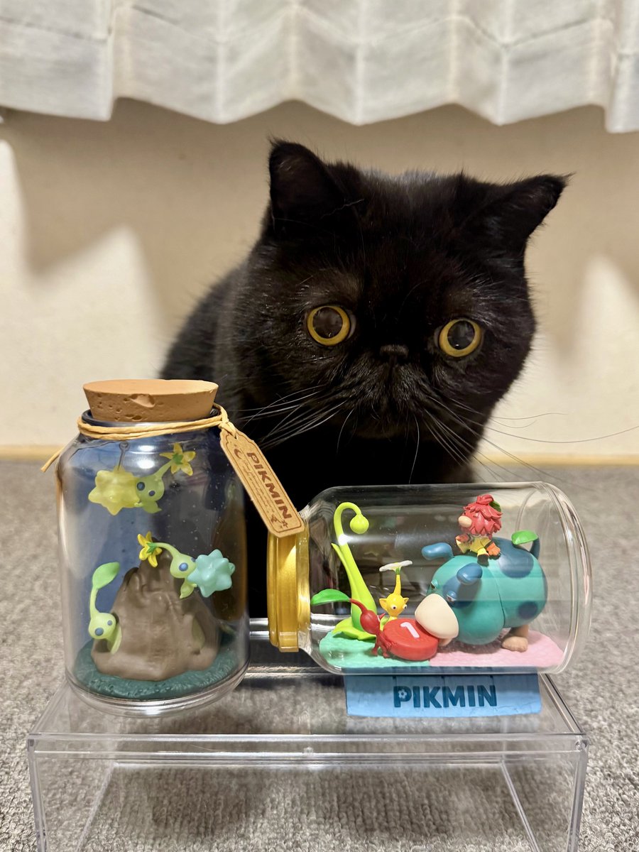 しぃちゃん (@shi_chan347) / Posts / X